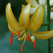 City Lights - floret